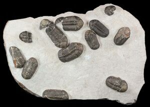 Wide Austerops Trilobite Mortality Plate - Jorf #58934