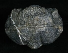 Large Enrolled Drotops Megalomanicus Trilobite #5097