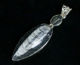 Fossil Orthoceras & Trilobite Pendant - Sterling Silver #5102