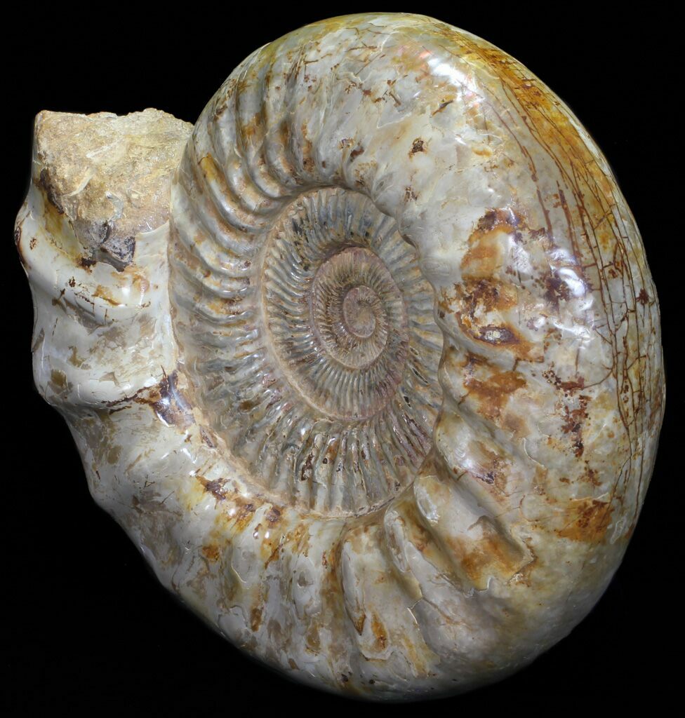 ammonite fossil age