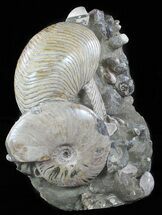 Cretaceous Nautilus and Ammonite Cluster - Madagascar #59727