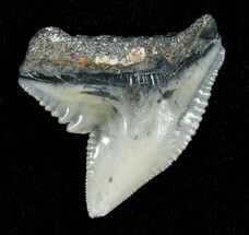 Blueish Fossil Galeocerdo Tooth (Tiger Shark) #5158