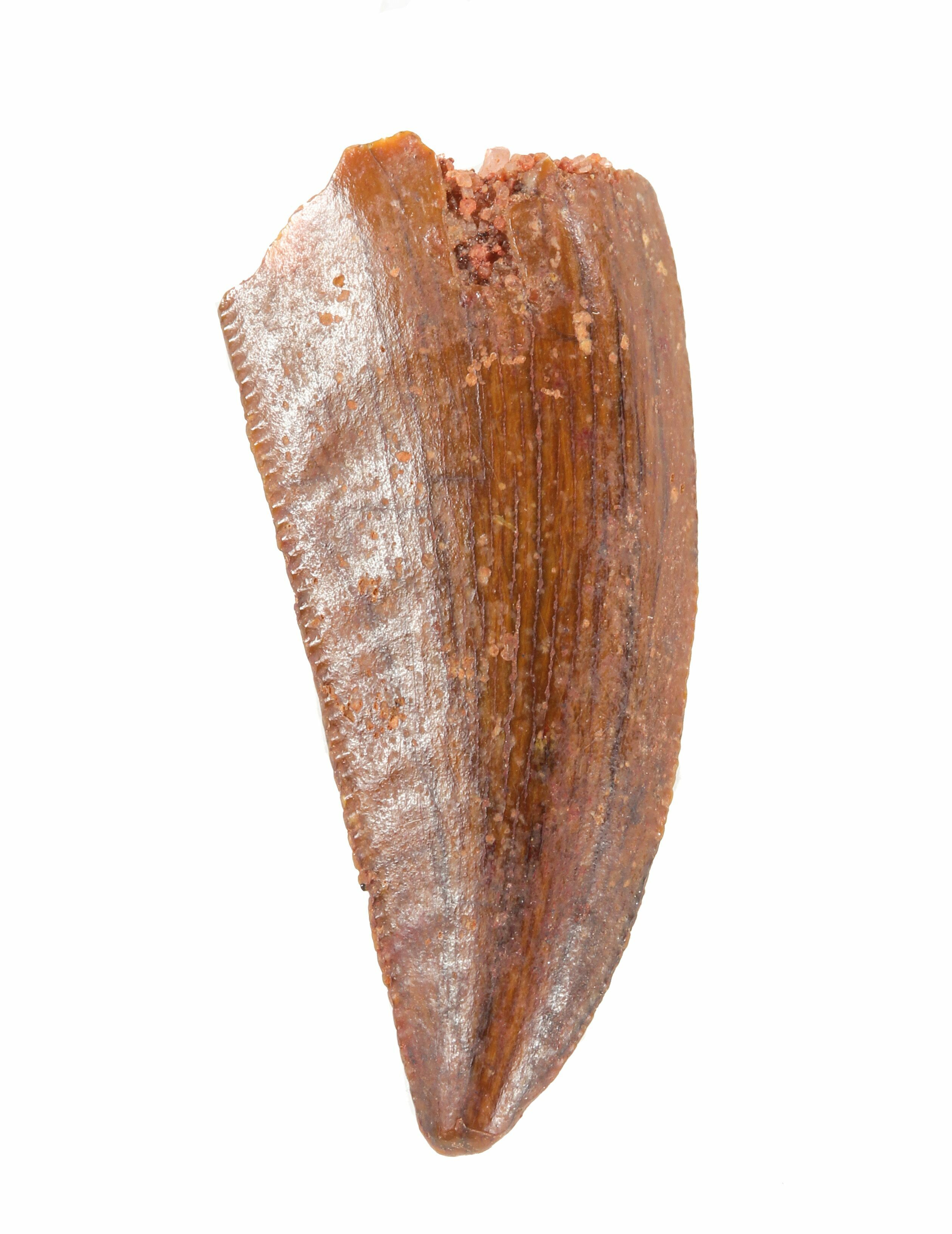 raptor tooth