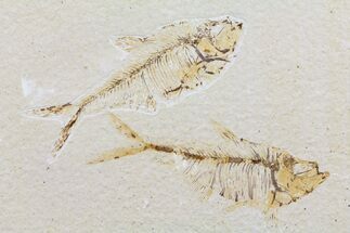 Double Diplomystus Fossil Fish - Wyoming #60146