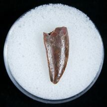 Raptor Tooth From Morocco - Good Enamel #5179