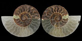Cut & Polished Ammonite Fossil - Reduce Price #60282