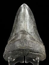 Robust, Megalodon Tooth - Serrated Blade #60486