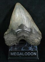 Giant Megalodon Tooth With Pathology #5191