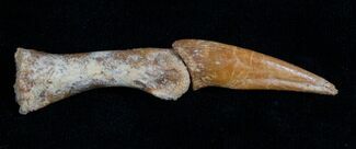 Raptor Claw and Toe Bone - Great Preservation #5172