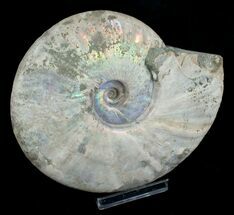 Buy 6.25 Inch Silver Iridescent Ammonite - Madagascar - #5209