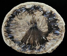 Polished Petrified Pine Cone (Araucaria) Slice - Jurassic #61241