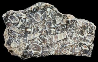 Fossil Turritella (Gastropod) Slab - Wyoming #61242
