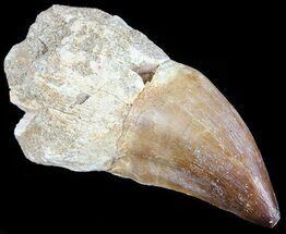 Mosasaur (Prognathodon) Tooth In Rock -Partal Root #61196