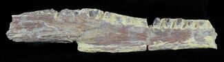 Cimolichthys (Cretaceous Fish) Vertebra - Kansas #61440
