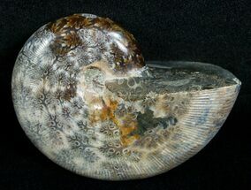 Wide Bodied Desmoceras Ammonite - #5219