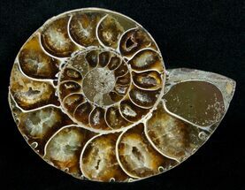 Beautiful Desmoceras Ammonite (Half) - #5222