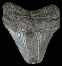 Juvenile Megalodon Tooth - Feeding Damaged Tip #61621