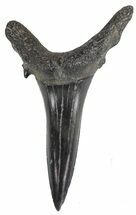 Fossil Sand Shark (Odontaspis) Tooth - Georgia #61629