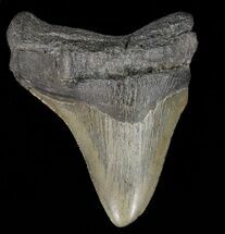 Partial, Megalodon Tooth - Georgia #61650