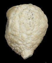 1.2" Cystoid (Holocystites) Fossil - Indiana - Fossil #62025
