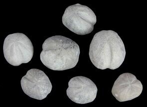 Heteraster Echinoids (Wholesale Flat) - Oklahoma #61881