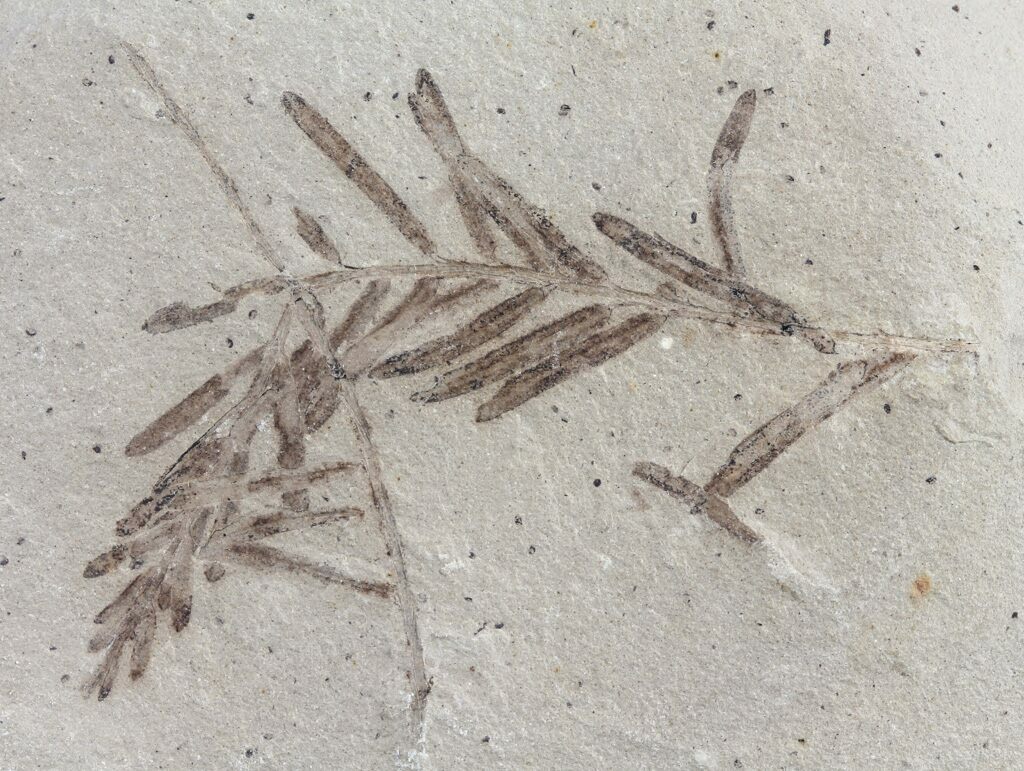 Metasequoia Dawn Redwood Fossil