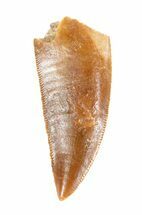 Large, Raptor Tooth - Morocco #62169