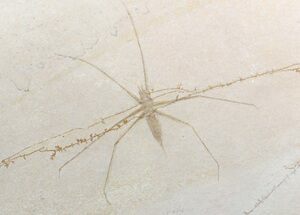 Jurassic Fossil Waterstrider (Propygolampis) - Germany #62648