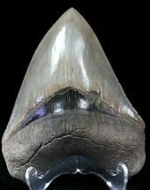 Stunning, Megalodon Tooth - Battery Creek #62638