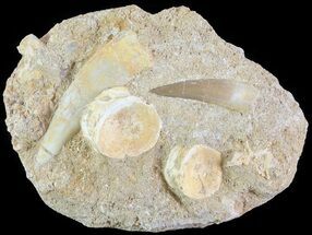 Fossil Association (Plesiosaur, Enchodus Teeth & Vertebrae) #61089