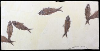 Five Beautiful Knightia Fossil Fish On Wide Slab #62674