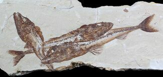Three Large Overlapping Viper Fish (Eurypholis) - Lebanon #62828
