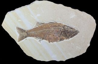 Mioplosus Fossil Fish - Uncommon Species #62854