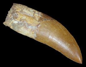 Huge, Carcharodontosaurus Tooth - Sweet Serrations #62890