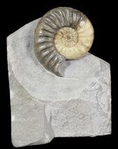 Dawn Sunrise Asteroceras Ammonite Fossil - England #62902