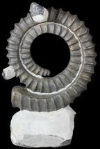 Devonian Ammonite (Anetoceras) - Morocco #63082