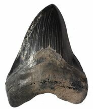 Serrated, Megalodon Tooth - Black/Grey Blade #63141