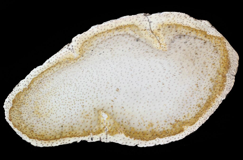 10.1" Petrified Palm Wood (Palmoxylon) Slab Texas For Sale (63175)