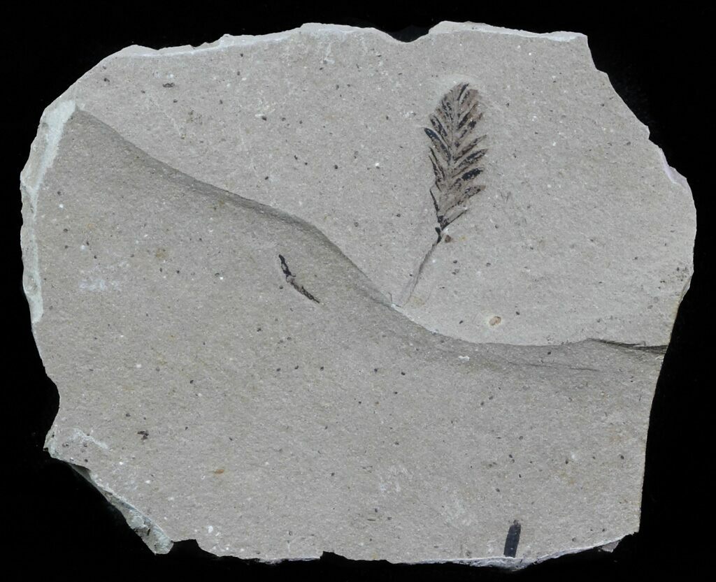 Metasequoia Dawn Redwood Fossil