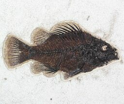 Priscacara Fossil Fish - Wyoming #63357
