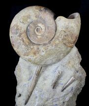 Ammonite (Euhoploceras) With Belemnites - Dorset, England #63380