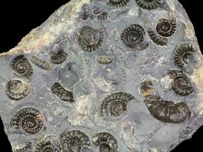 Ammonite Fossil Slab - Marston Magna Marble #63513