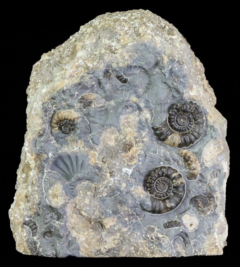 3.6" Ammonite Fossil Slab "Marston Magna Marble" For Sale (63519
