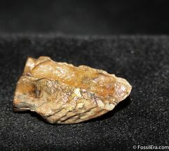 Triceratops Tooth From Montana #749