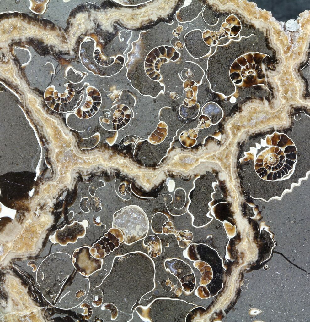 3.9" Polished Ammonite Fossil Slab "Marston Magna Marble" For Sale