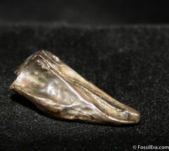 Very Nice Inch Triceratops Tooth #757