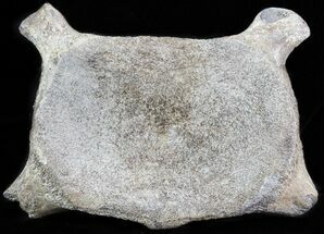 Fossil Whale Cervical Vertebrae - North Carolina #62087
