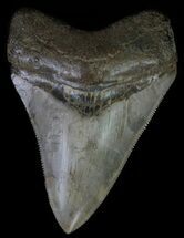 Juvenile Megalodon Tooth - Great Serrations & Tip #63928