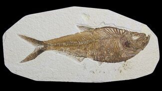 Detailed, Diplomystus Fossil Fish - Wyoming #63983