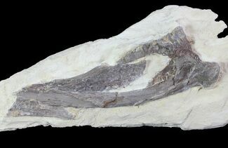 Pterosaur Partial Quadrate (Jaw Bone) - Smoky Hill Chalk #64323